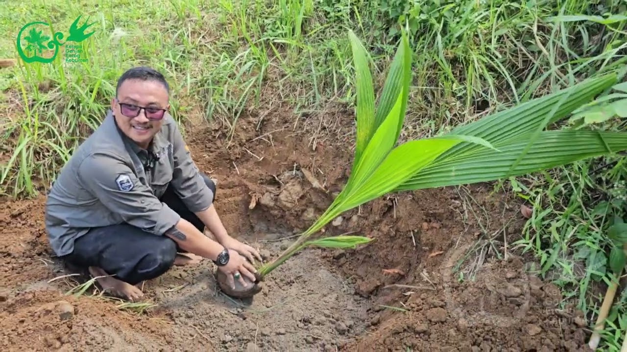 RAHASIA TANAM dan LOBANG TANAM KELAPA GEK Cepat Berbuah
