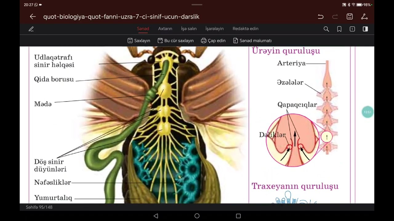 7 ci sinif Biologiya Həşəratlar sinfi🦋