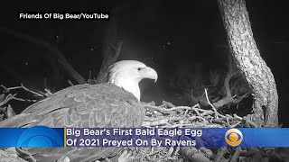 Big Bear's First Bald Eagle Egg Of 2021 Preyed On By Ravens