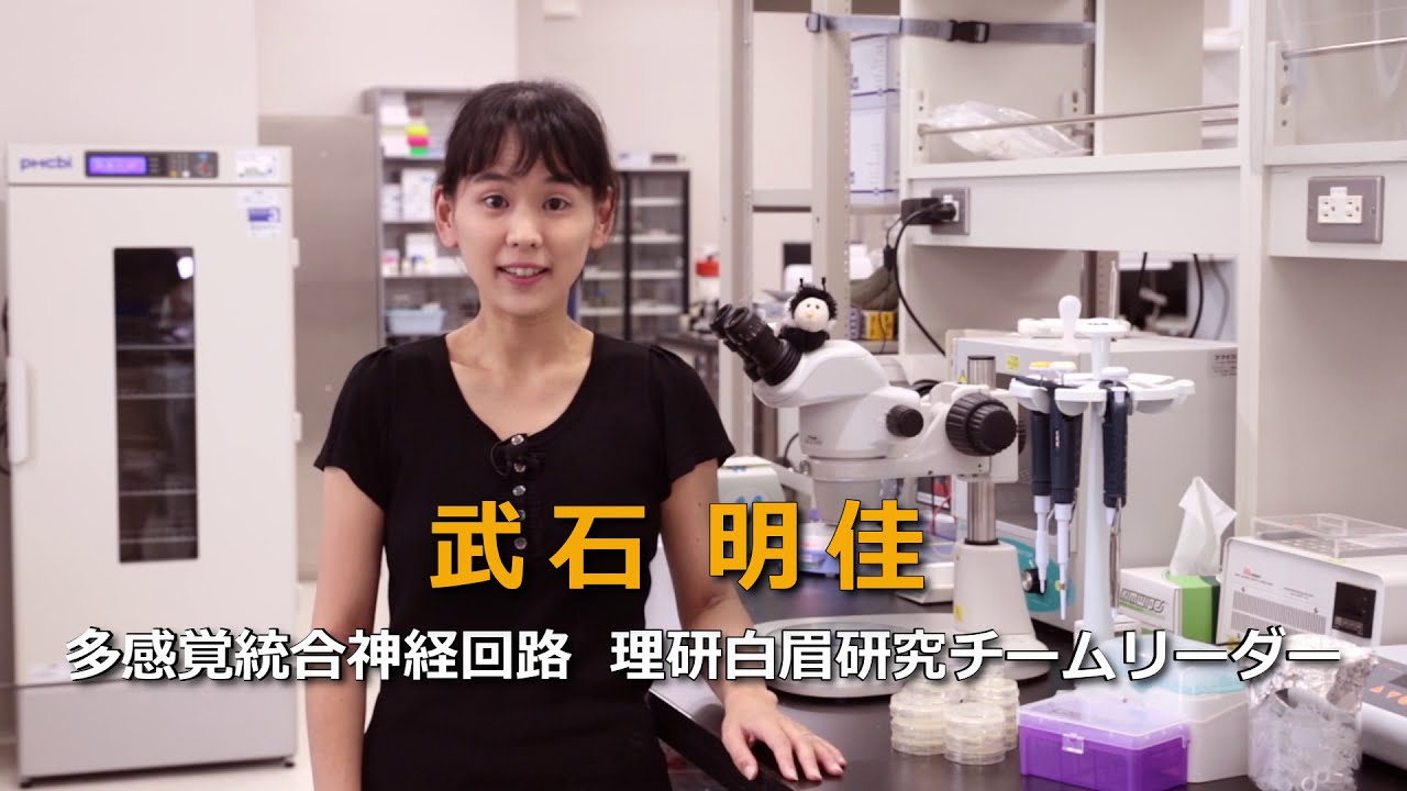 RIKEN CBS Faculty & Labs　多感覚統合神経回路理研白眉研究チーム