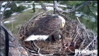 Southwest Florida Eagle Cam now features one egg