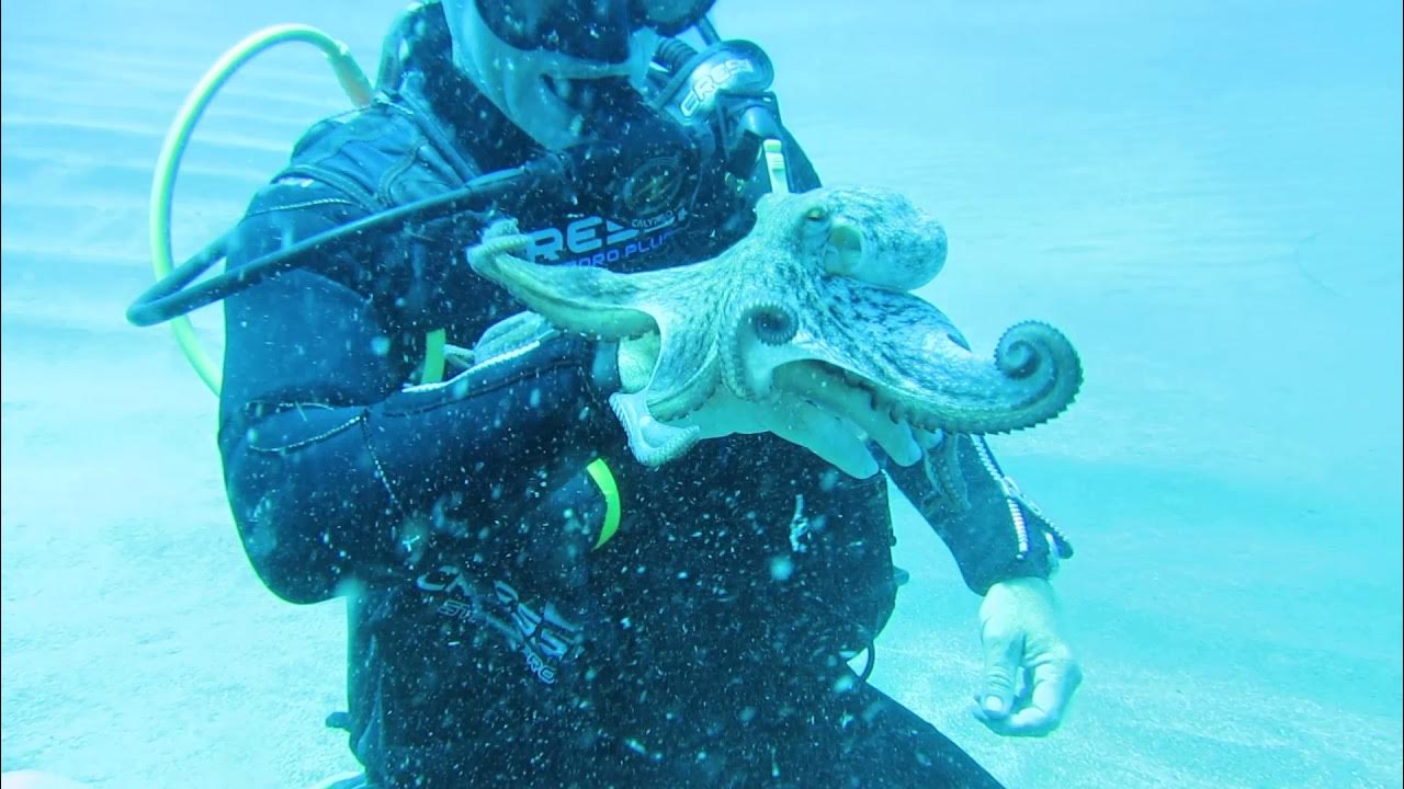 Анатомия осьминога. Осьминог иллюстрация. Как победить осьминога. Как победить осьминога. Как победить осьминога.