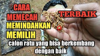 cara mudah memecah memindahkan koloni memilih calon ratu lebah klanceng lebah madu trigona kebambu.