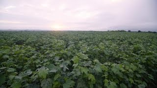 Better Cotton Initiative