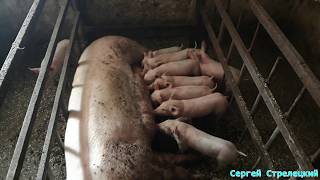 Кормление свиноматок после опороса