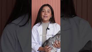 MICOPLASMA FELINO | UNA ENFERMEDAD QUE PUEDE SER MORTAL PARA TU GATO - Lauvet