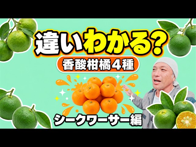 果物 kazu Yuzu, Sudachi, Kabosu, and Shiikuwasha: Can You Tell the