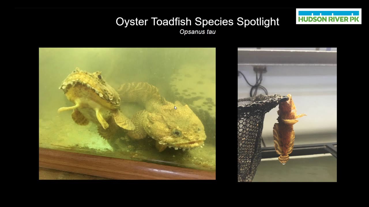 Oyster Toadfish Species Spotlight