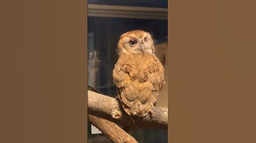 Amazing View of Owl Turning its Head to 360 degrees Exclusive Visuals