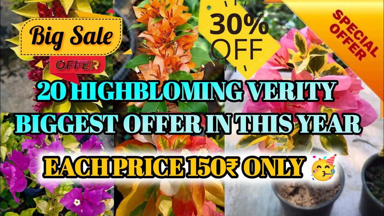 BIGGEST OFFER IN THIS YEAR🤩🔥| ONLY 150₹ PRICE🥳| ALL INDIA HOME DELIVERY🚚| PLANTS PLATFORM KOLKATA❤️🌿