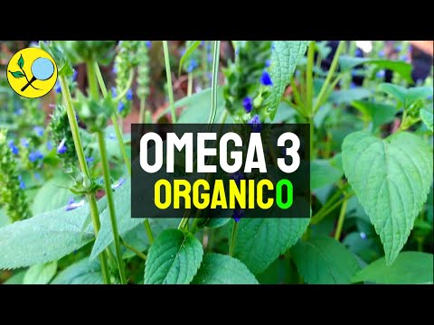 💚 Cultiva tu OMEGA 3 👉 Cómo Cultivar CHIA en Casa (en Maceta o directo en Tierra)