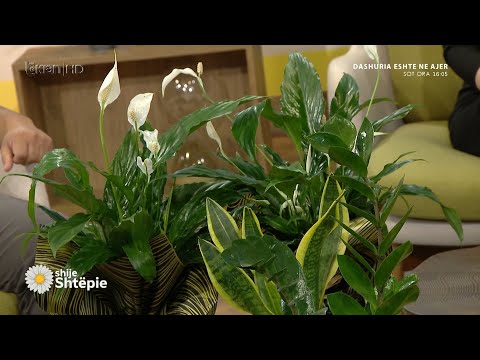 Video: Cila tokë është e përshtatshme për spathiphyllum? Spathiphyllum: kujdesi në shtëpi, sekreti i suksesit