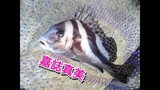 練餌可以釣到嘉誌嗎?黑鯛也開始肥了!!翔讚練餌-釣魚實況 ... 