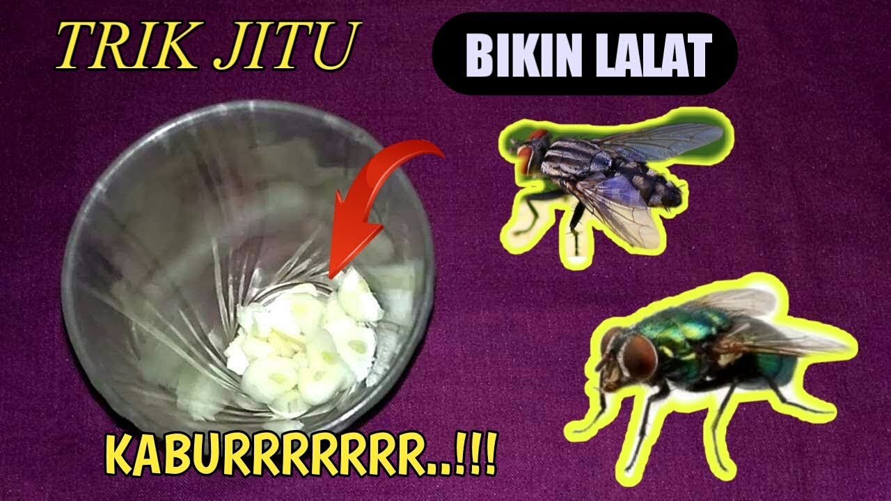 Cara Usir Lalat Paling Ampuh Dengan Cara Alami, Cara Mengusir lalat Di