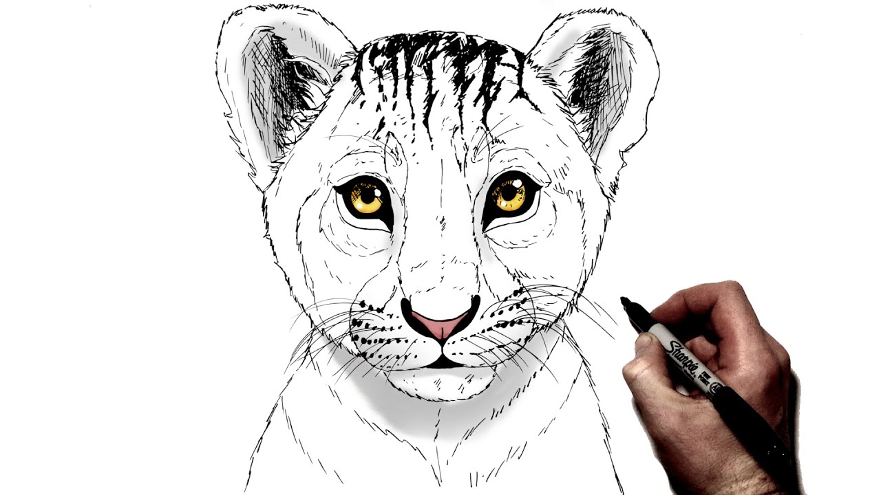 How to Draw a Lion Cub - Easy Drawing Tutorial For Kids