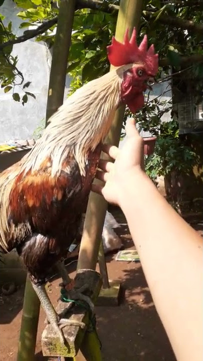 ayam ketawa kokok panjang paling manja sedunia