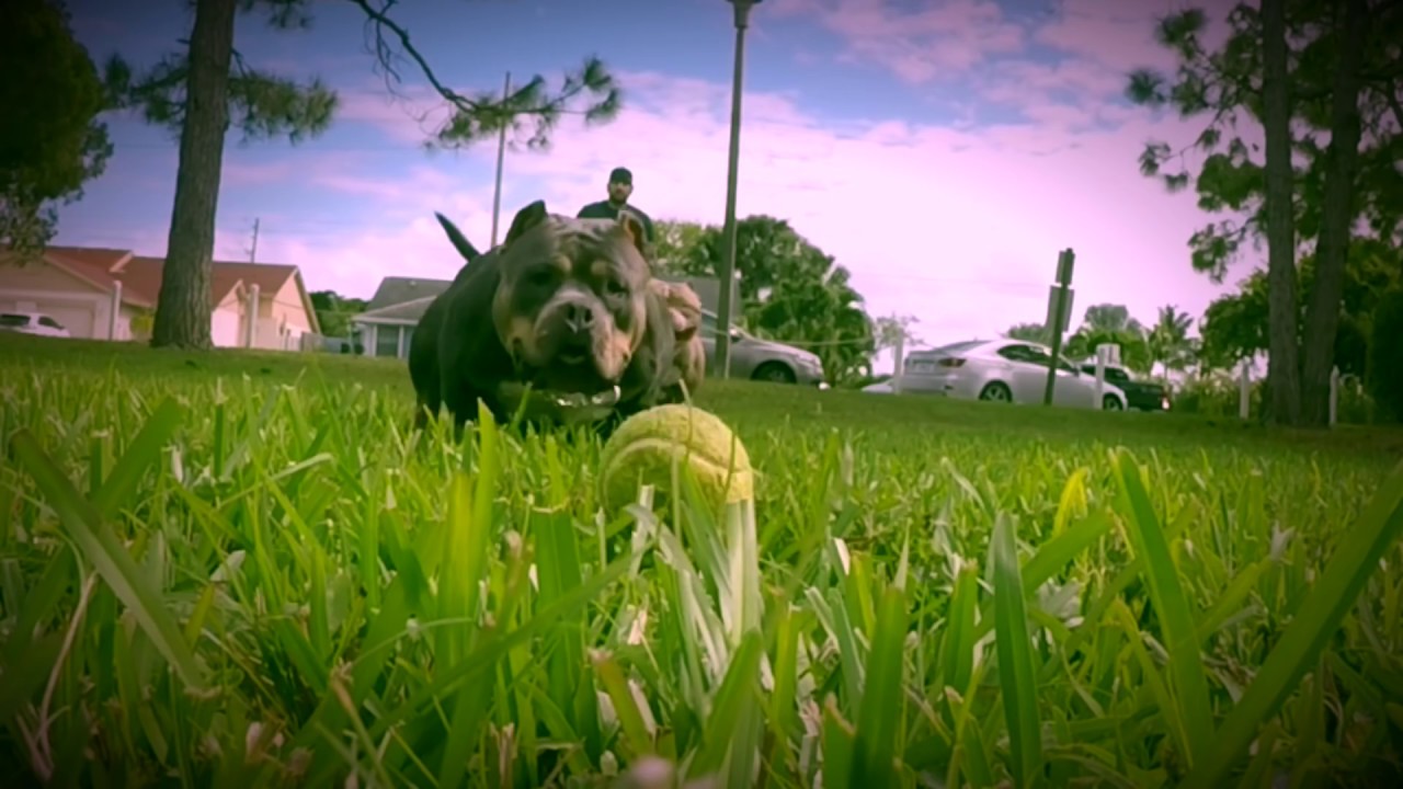 Best Extreme Build Pocket & Standard American Bullies