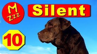 Silent Dog Whistle to Stop Dogs Barking  Random Whistle Sounds Only Dogs Can Hear