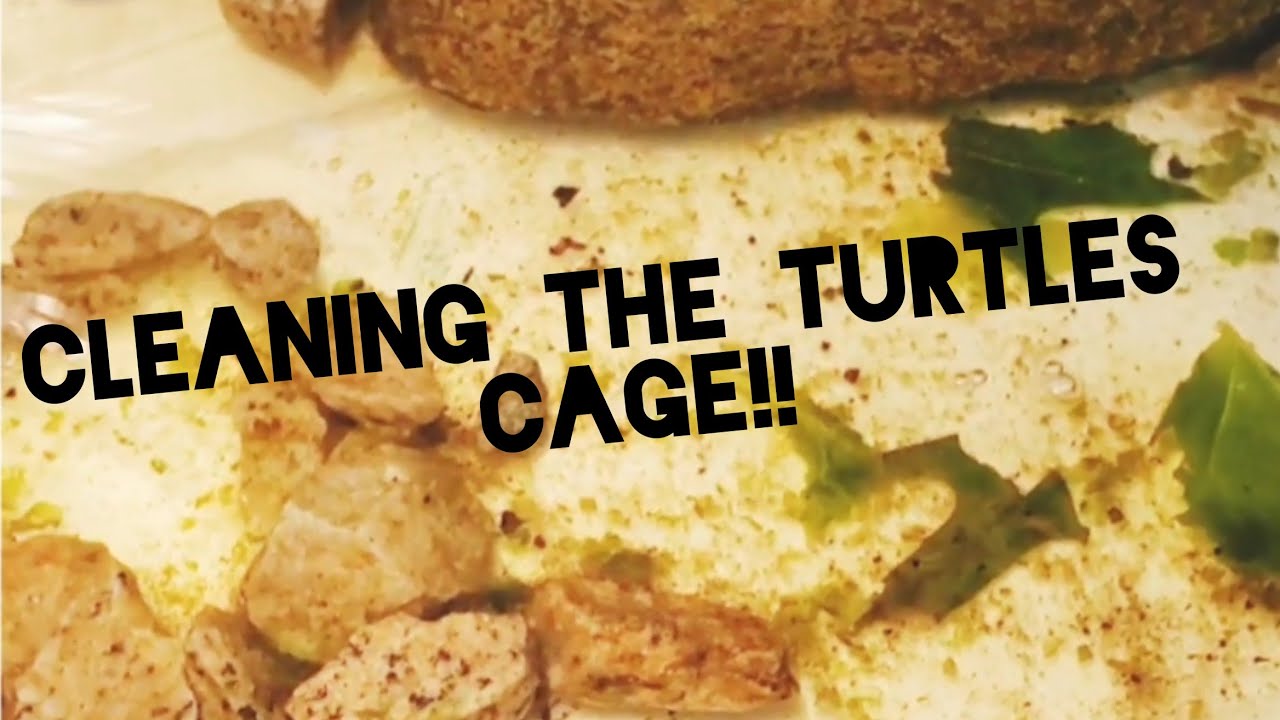 Cleaning turtles cage!+shell scrub and tips for keeping turtles