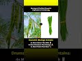 The bundle in the image contains Moringa pods, commonly known as drumsticks. #new #video