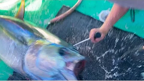 Bleeding, pithing and wiring tuna