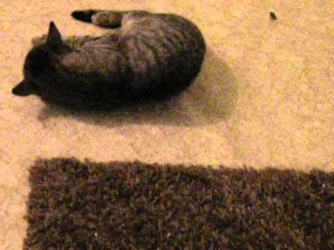 Video: Sieni-infektio (hiiva) Kissoilla