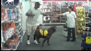 Worlds Scariest Service Dog! Huge blue XL bully pitbull service dog scares people in stores!