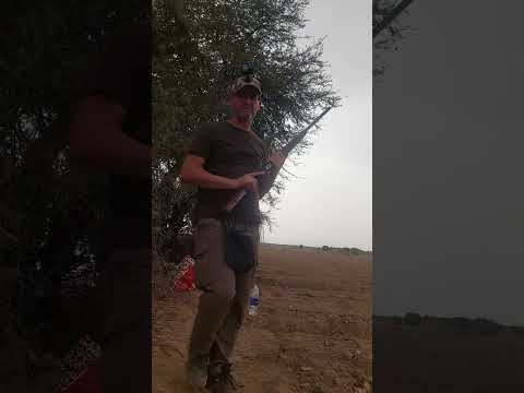 صيد اليمام 2025 Hunting صيد Chasse Maroc القنص Tourterelle الحمام 