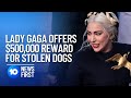 Lady Gaga Offers $500,000 Reward For Stolen Dogs | 10 News First