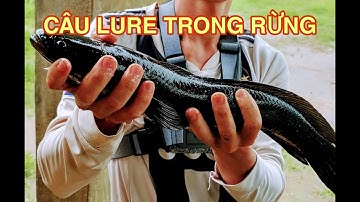 Câu Lure Cá Lóc Trong Rừng || Cá Lóc Nướng Ngon Tuyệt Vời