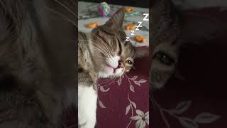 Cats Imaginations Part1  shorts catshorts meow imagination