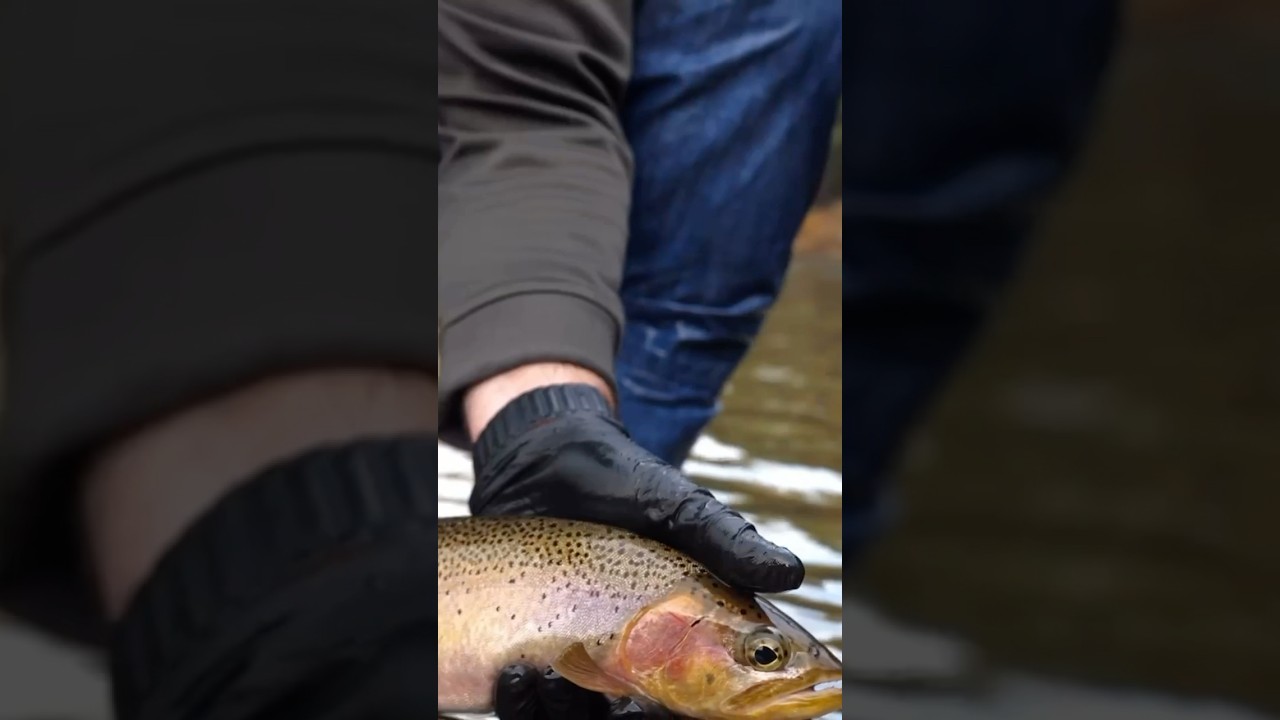 Gathering data with streamer eats on a winter day in North Idaho. 