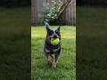 My dog’s favorite thing to do. #fetch #blueheeler #dogs #dogphotography