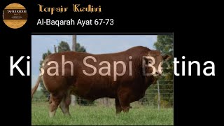 Albaqarah 6773 Kisah Penyembelihan Sapi Betina