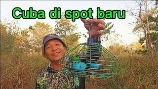 Serindit lure at the new spot in Tompinai.