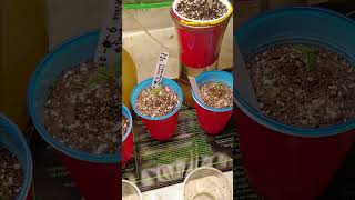 Fastbud's 4:2 germination update second week of flower update