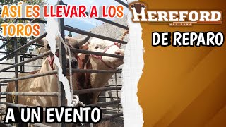 ASI es un Día de TRABAJO con RANCHO BUENA VISTA en Un JARIPEO
