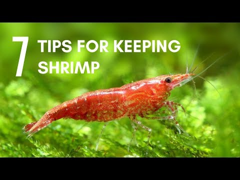 Video: How To Keep Shrimp In An Aquarium