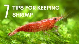 7 Tips for Keeping Shrimp in an Aquarium