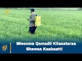 Misooma Qamadii Kilaastaraa Shawaa Kaabaatti