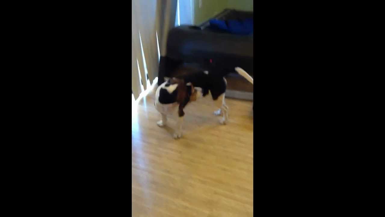 Beagle for Sale San Jose, Ca (9912) YouTube