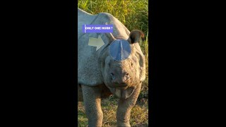 किन गेंदों के पास एक सिंघ होता है / Which rhinos have one horn  | #shorts #rhino #short #rhinofact