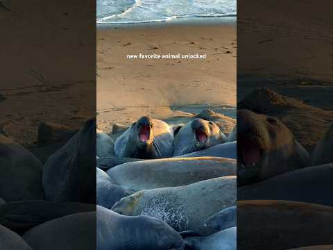 hilarious elephant seals