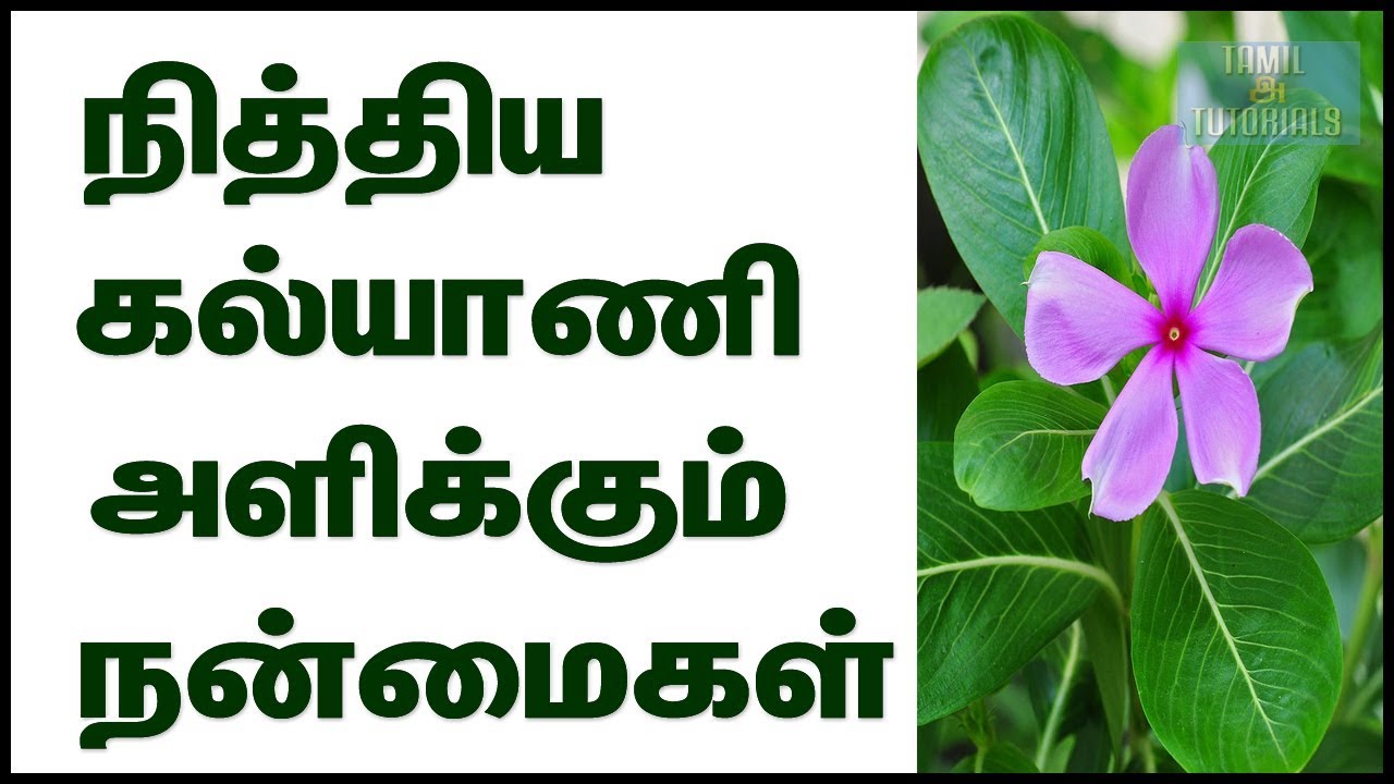 நித்திய கல்யாணி நித்தியகல்யாணி பலன்கள் Nithyakalyani powder