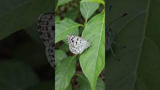 My click My click