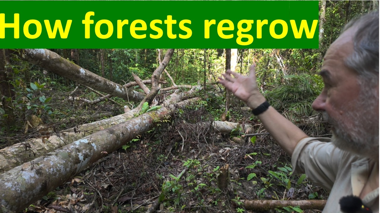 Банки семян или банки рассады?