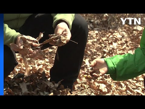 [날씨] 여전한 강추위...건조한 동해안 '산불 조심' / YTN