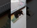 【Cats Cafe】【貓咪咖啡廳】【ネコカフェ】貓咪的日常 #4 #catshorts #shorts #cat #cats