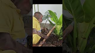 Super monkey helps his mother water the plants#shorts#babymonkey#animal