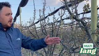 Zirai Don Koruması Yapılmayan Bahçelerde, Çiçek Ve Ağaçların Son Durumu Bölüm 4